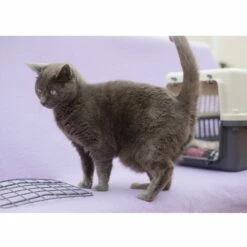 Feliway® Classic Spray 7 Feliway® Classic Spray -Promos Wanimo Boutique feliway classic spray ceva 3