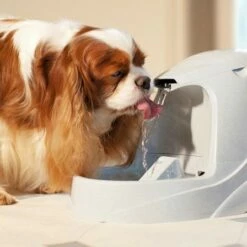 PetSafe Fontaine Drinkwell Platinum 5L -Promos Wanimo Boutique fontaine drinkwell platinum l petsafe 1 2