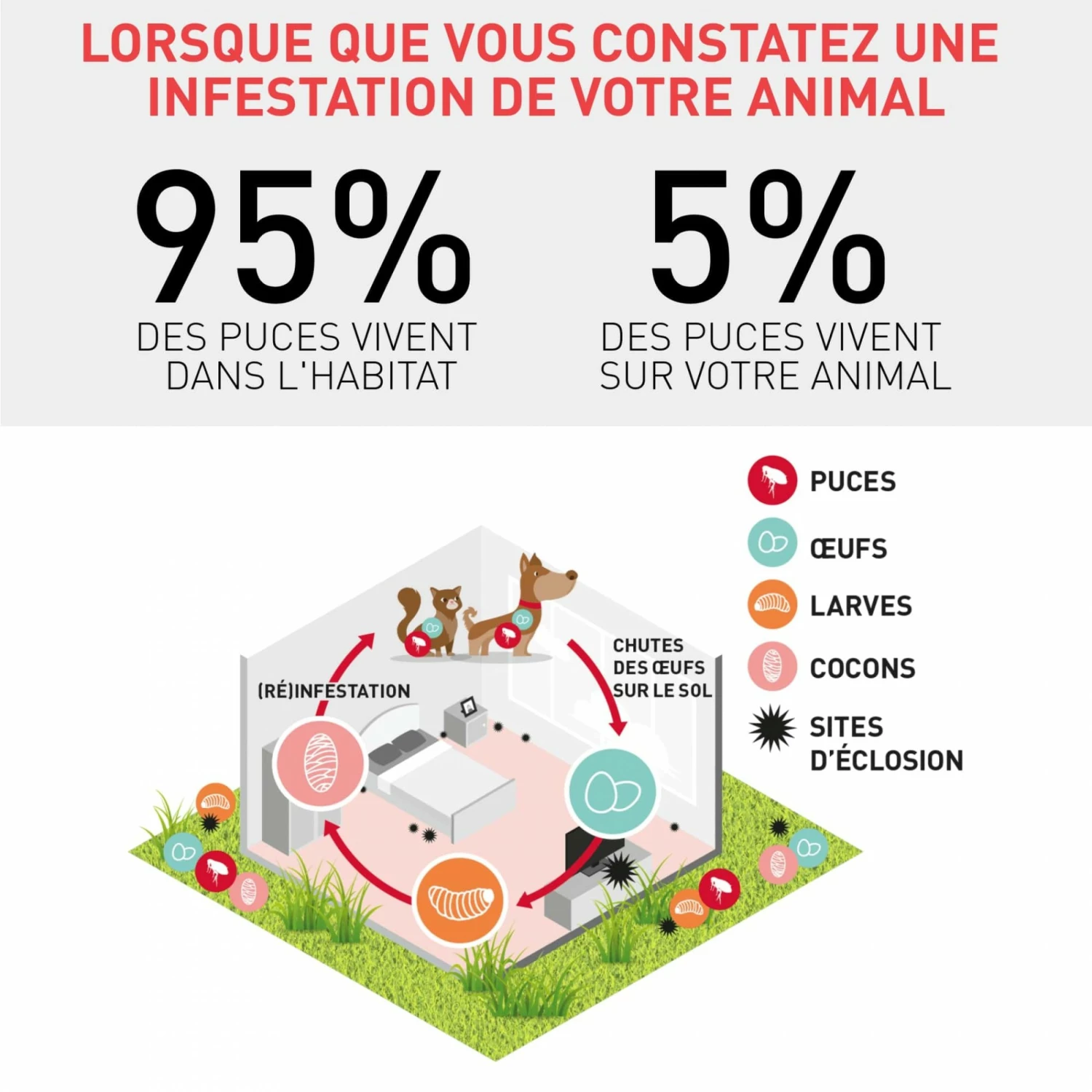 Frontline Spray Chien Et Chat 6 Frontline Spray Chien Et Chat – Image 6