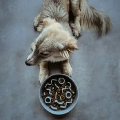 District 70 Gamelle Anti-glouton Bamboo - Bleu Pâle -Promos Wanimo Boutique gamelle anti glouton bamboo bleu pale district 1 5