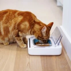 Gamelle Hermétique -Promos Wanimo Boutique gamelle hermetique surefeed 4