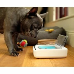 Gamelle Hermétique -Promos Wanimo Boutique gamelle hermetique surefeed 6