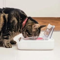 Gamelle Hermétique -Promos Wanimo Boutique gamelle hermetique surefeed 8