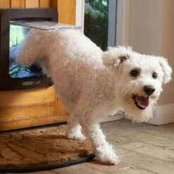 Grande Chatière électronique SureFlap -Promos Wanimo Boutique grande chatiere electronique sureflap sure petcare 11