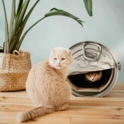 District 70 Griffoir Can -Promos Wanimo Boutique griffoir can district 1 3