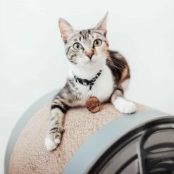 District 70 Griffoir Can -Promos Wanimo Boutique griffoir can district 1 5