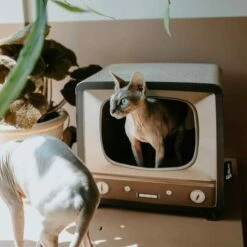 District 70 Griffoir Telly -Promos Wanimo Boutique griffoir telly district 1 3