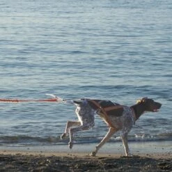 Harnais Canicross X-BACK ONE -Promos Wanimo Boutique harnais canicross x back one i dog 3