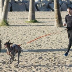 Harnais Canicross X-BACK ONE -Promos Wanimo Boutique harnais canicross x back one i dog 7