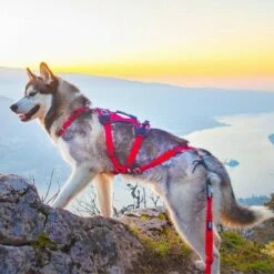 Harnais Confort Trek 9 Harnais Confort Trek -Promos Wanimo Boutique harnais confort trek i dog 2