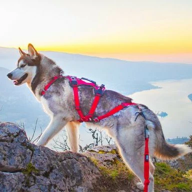 Harnais Confort Trek 3 Harnais Confort Trek – Image 3