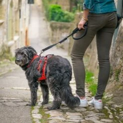 Harnais Confort Trek 12 Harnais Confort Trek -Promos Wanimo Boutique harnais confort trek i dog 5