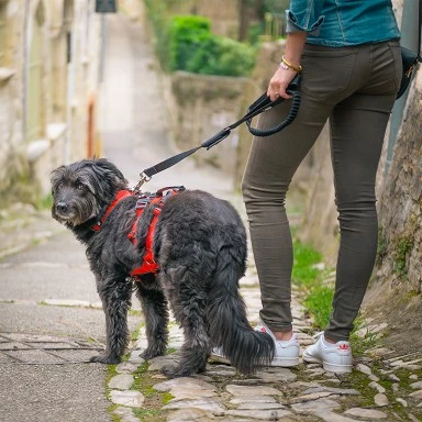 Harnais Confort Trek 6 Harnais Confort Trek – Image 6