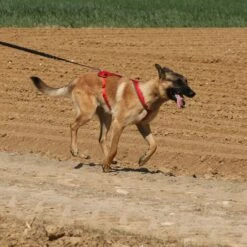 Harnais De Traction Otium Pour Chien -Promos Wanimo Boutique harnais de traction otium pour chien kyflie 2