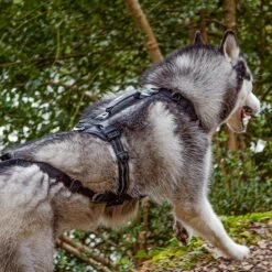 PetSafe Harnais De Traction Raidlight -Promos Wanimo Boutique harnais de traction raidlight i dog 4