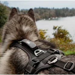 PetSafe Harnais De Traction Raidlight -Promos Wanimo Boutique harnais de traction raidlight i dog 6