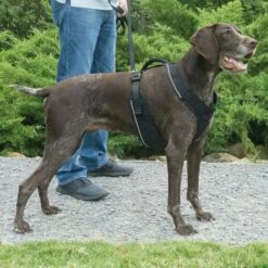 PetSafe Harnais EasySport -Promos Wanimo Boutique harnais easysport petsafe 4