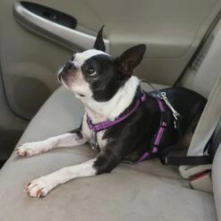 PetSafe Harnais EasyWalk 3 En 1 -Promos Wanimo Boutique harnais easywalk en petsafe 3