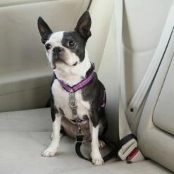 PetSafe Harnais EasyWalk 3 En 1 -Promos Wanimo Boutique harnais easywalk en petsafe 4