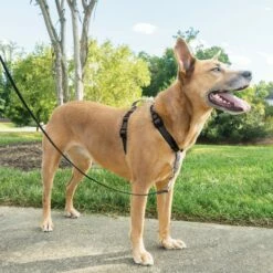 PetSafe Harnais EasyWalk 3 En 1 -Promos Wanimo Boutique harnais easywalk en petsafe 6