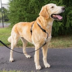 PetSafe Harnais EasyWalk 3 En 1 -Promos Wanimo Boutique harnais easywalk en petsafe 8