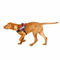 Julius K9 Harnais IDC Power Rouge -Promos Wanimo Boutique harnais idc power rouge julius k 1 2