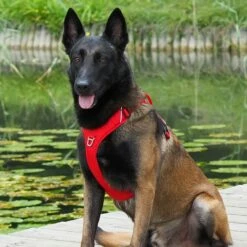 Harnais Momentum Rouge -Promos Wanimo Boutique harnais momentum rouge kyflie 2