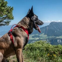 Harnais Momentum Rouge -Promos Wanimo Boutique harnais momentum rouge kyflie 3