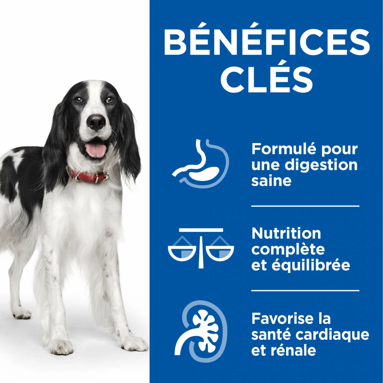 HILL'S Science Plan Healthy Cuisine Medium & Large Adult En Mijotés – Pâtée Pour Chien 17 HILL'S Science Plan Healthy Cuisine Medium & Large Adult En Mijotés – Pâtée Pour Chien – Image 17