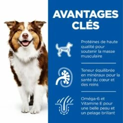 HILL'S Science Plan Medium Mature Adult 7+ Au Poulet - Croquettes Pour Chien -Promos Wanimo Boutique hill s science plan medium mature adult au poulet croquettes pour chien 1 2