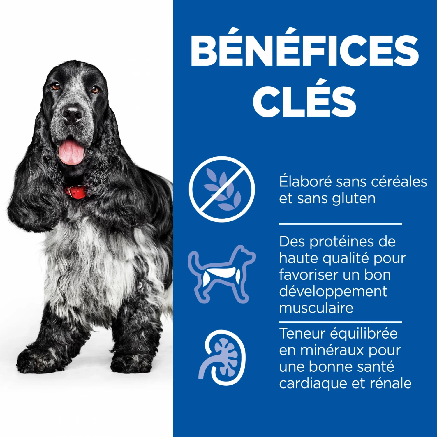 HILL'S Science Plan No Grain All Breed Mature Adult 7+ Au Poulet - Croquettes Pour Chien 3 HILL'S Science Plan No Grain All Breed Mature Adult 7+ Au Poulet - Croquettes Pour Chien – Image 3