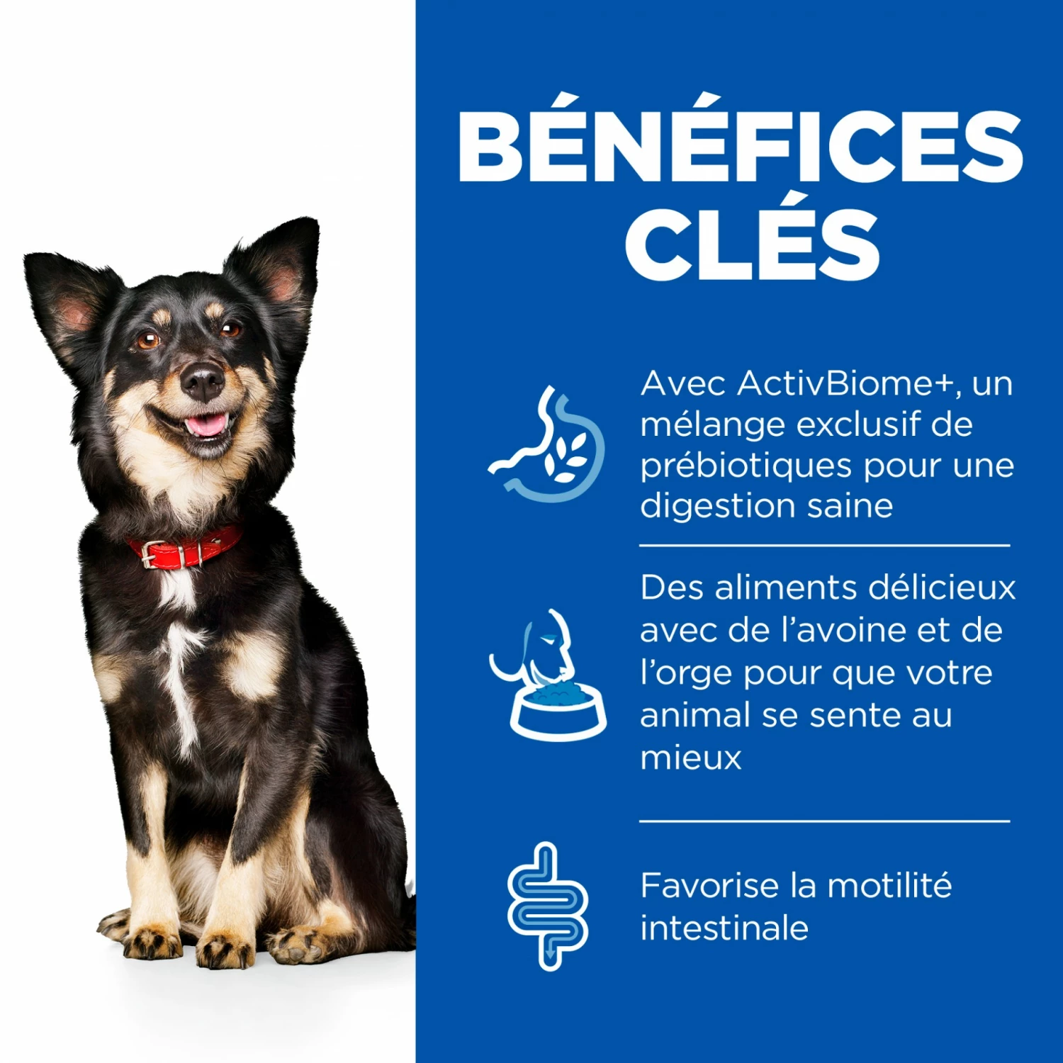 HILL'S Science Plan Perfect Digestion Small & Mini Adult Au Poulet - Croquettes Pour Chien 3 HILL'S Science Plan Perfect Digestion Small & Mini Adult Au Poulet - Croquettes Pour Chien – Image 3