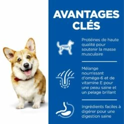 HILL'S Science Plan Small & Mini Adult Au Poulet - Croquettes Pour Chien -Promos Wanimo Boutique hill s science plan small mini adult au poulet croquettes pour chien 1 2