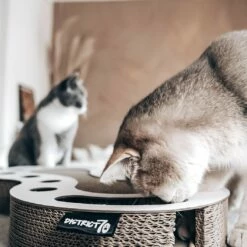 District 70 Jouet à Griffer Snake 9 District 70 Jouet à Griffer Snake -Promos Wanimo Boutique jouet a griffer snake district 1 4