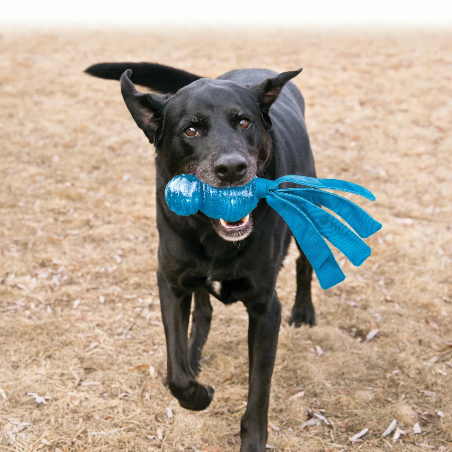 Jouet Wubba Comet KONG 2 Jouet Wubba Comet KONG – Image 2