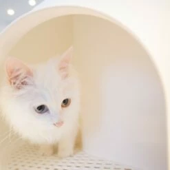 L'Igloo -Promos Wanimo Boutique l igloo pidan studio 2