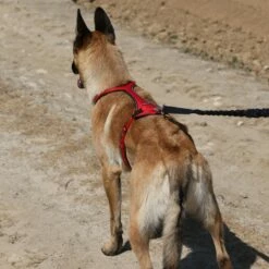 Laisse Ceinture élastique Otium -Promos Wanimo Boutique laisse ceinture elastique otium kyflie 6