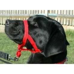 Licol Halti -Promos Wanimo Boutique licol halti 1 3