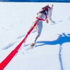 Longe De Traction Confort Trek -Promos Wanimo Boutique longe de traction confort trek i dog 2