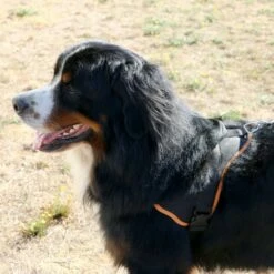 Multi Harnais Classic -Promos Wanimo Boutique multi harnais classic animalin 4