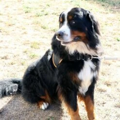 Multi Harnais Classic -Promos Wanimo Boutique multi harnais classic animalin 5