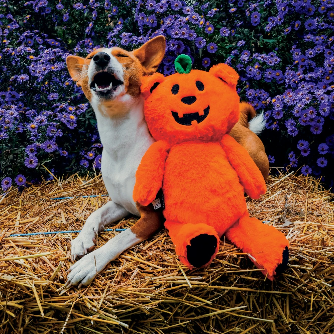 Beeztees Ourson Citrouille 2 Beeztees Ourson Citrouille – Image 2