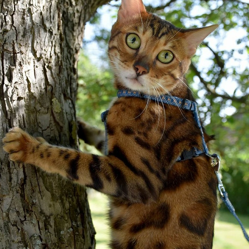 BOBBY Parure Harnais & Laisse Geisha - Bleu 2 BOBBY Parure Harnais & Laisse Geisha - Bleu – Image 2