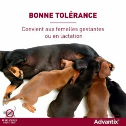 Pipettes Advantix Chien 26 Pipettes Advantix Chien -Promos Wanimo Boutique pipettes advantix chien elanco 11