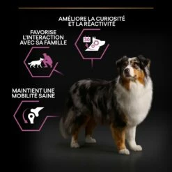 PRO PLAN Age Defence Medium & Large Adult Au Poulet - Croquettes Pour Chien -Promos Wanimo Boutique pro plan age defence medium large adult au poulet croquettes pour chien 1 5