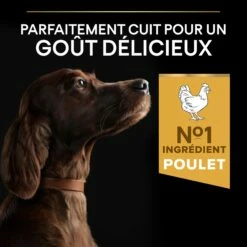 PRO PLAN Everyday Nutrition Large Athletic Adult Au Poulet - Croquettes Pour Chien -Promos Wanimo Boutique pro plan everyday nutrition large athletic adult au poulet croquettes pour chien 1 3