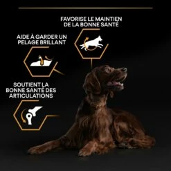 PRO PLAN Everyday Nutrition Large Athletic Adult Au Poulet - Croquettes Pour Chien -Promos Wanimo Boutique pro plan everyday nutrition large athletic adult au poulet croquettes pour chien 1 5