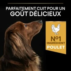 PRO PLAN Everyday Nutrition Small & Mini Adult Au Poulet - Croquettes Pour Chien -Promos Wanimo Boutique pro plan everyday nutrition small mini adult au poulet croquettes pour chien 1 3