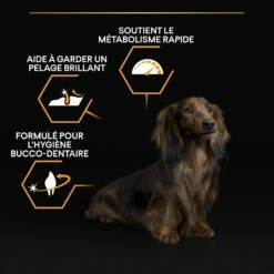 PRO PLAN Everyday Nutrition Small & Mini Adult Au Poulet - Croquettes Pour Chien -Promos Wanimo Boutique pro plan everyday nutrition small mini adult au poulet croquettes pour chien 1 5