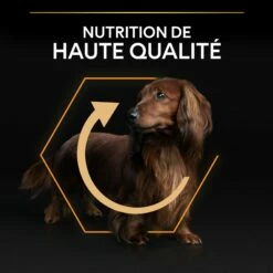 PRO PLAN Everyday Nutrition Small & Mini Adult Au Poulet - Croquettes Pour Chien -Promos Wanimo Boutique pro plan everyday nutrition small mini adult au poulet croquettes pour chien 1 7